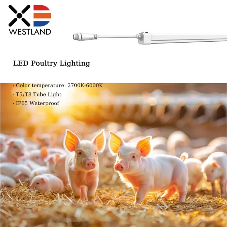 Soilsiú éanlaithe faoi stiúir le haghaidh beostoic éagsúla